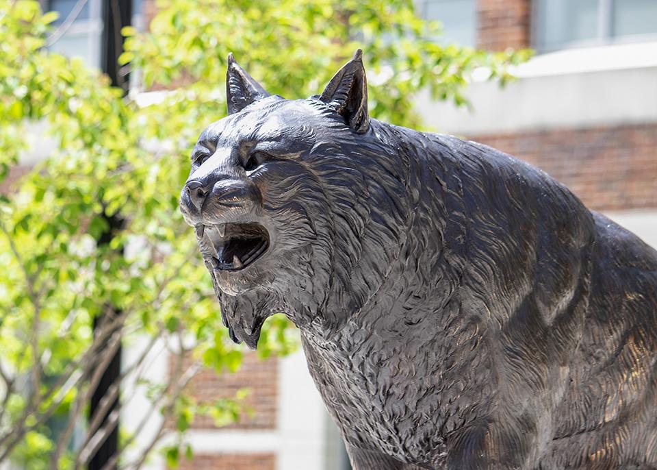 Are you destined to be a Bobcat-APPLY NOW (image of Bobcat statue)